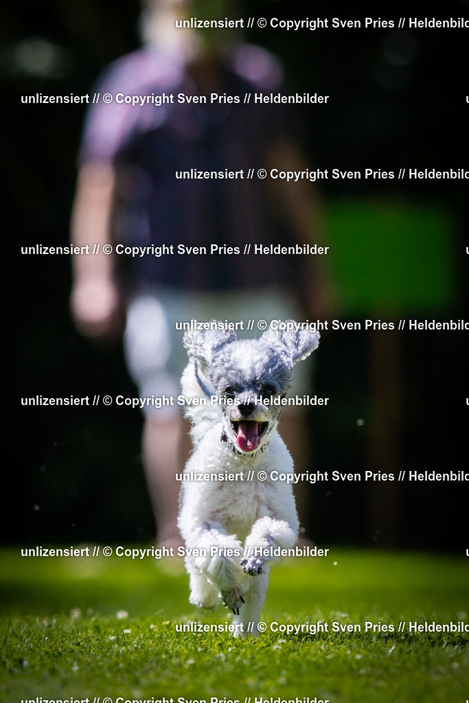 Sven Pries | 2025-08-10 - Hunderennen Durlach - Realisiert mit Pictrs.com