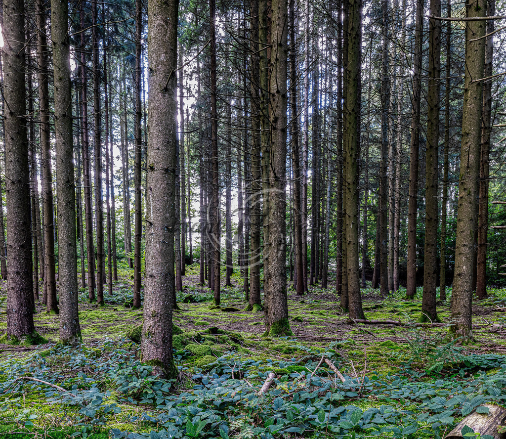 _X0A9461-Editbeafinal | Frank Herberich Fotografie, Frank Herberich, Fotografie, Hochzeit, Portrait, St. Peter Ording, Ording, Westerhever, Nordsee, Frank Fotografie, Hardheim,  Odenwald,Walldürn, Band,Eventfotografie - Realisiert mit Pictrs.com