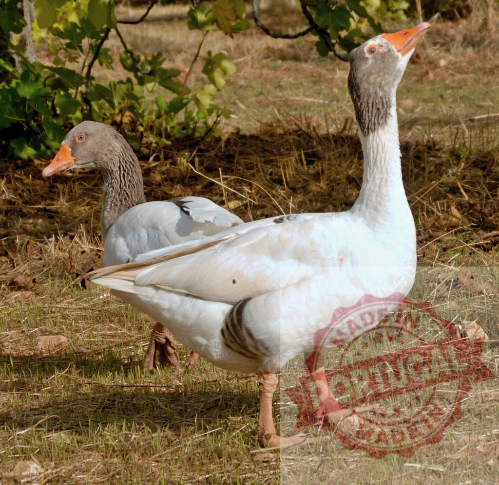 Domestic geese standing on grass looking around | Geese standing on green and dry grass under a tree, one looking up - Realized with Pictrs.com