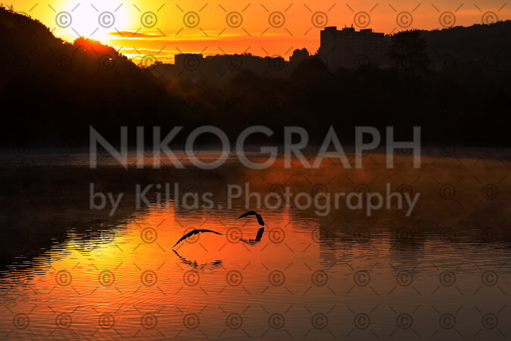 Sonnenaufgang am Seilersee | Die aufgehende Sonne spiegelt sich in der Oberfläche der Callerbachtalsperre (Seilersee) und lässt die Wasseroberfläche golden schimmern, während zwei Vögel im Tiefflug über der Wasseroberfläche fliegen.