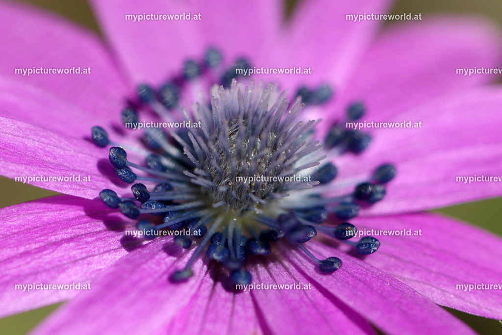 Stern-Anemone-008 | Das Bilderarchiv über Tiere, Planzen und Landschaften. In der Bilddatenbank finden Sie ein große Auswahl an hochwertigen Bilder für Ihre Werbung - Realized with Pictrs.com