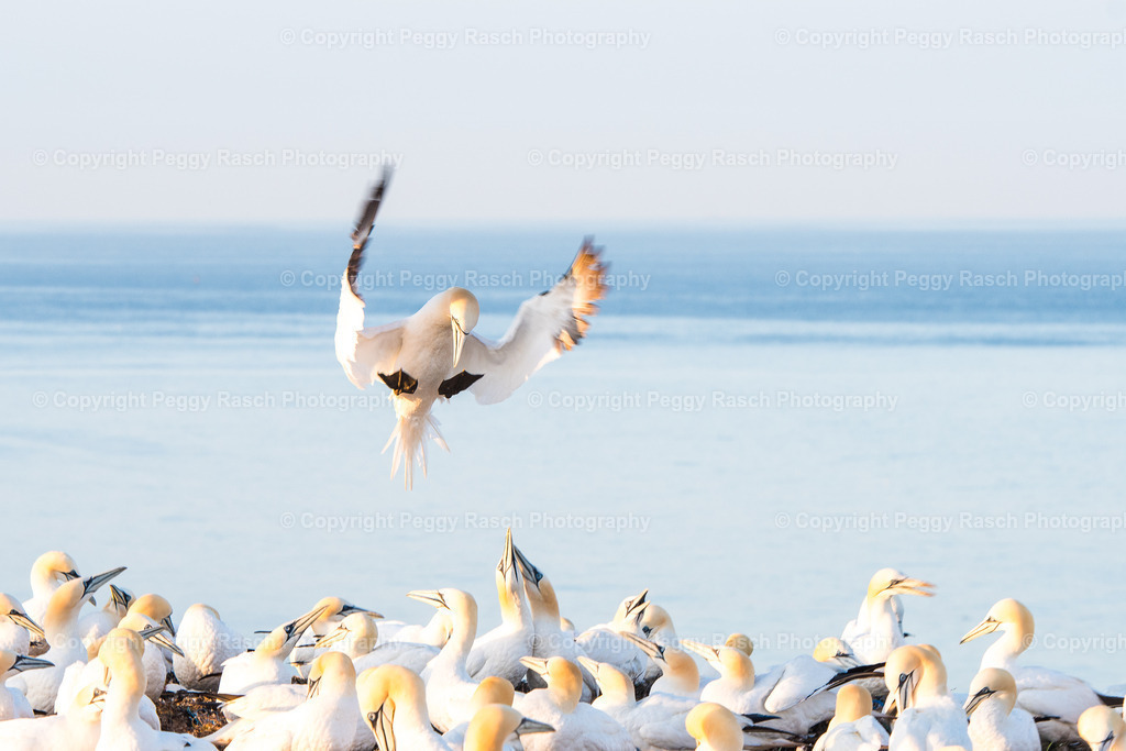 Basstölpel | auf Helgoland - Realisiert mit Pictrs.com