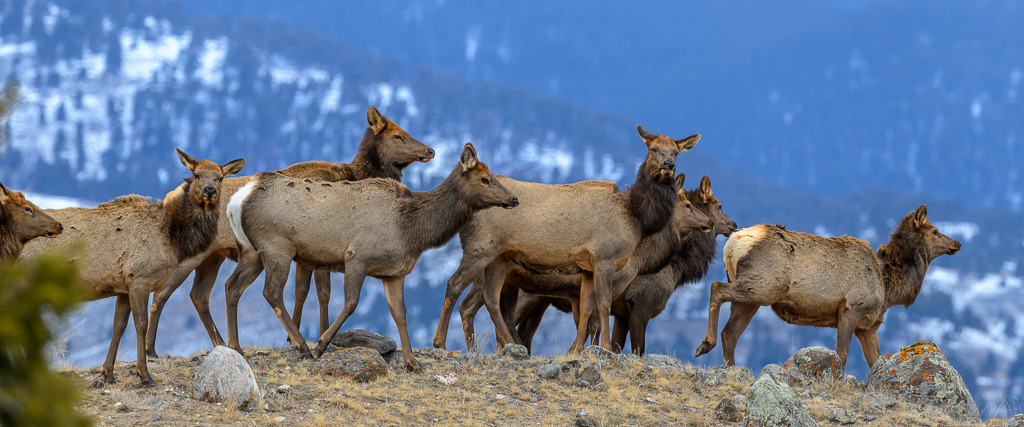 2024-376 | Wapiti-Hirschkühe, auch Elks genannt, bei Mammoth. - Realisiert mit Pictrs.com