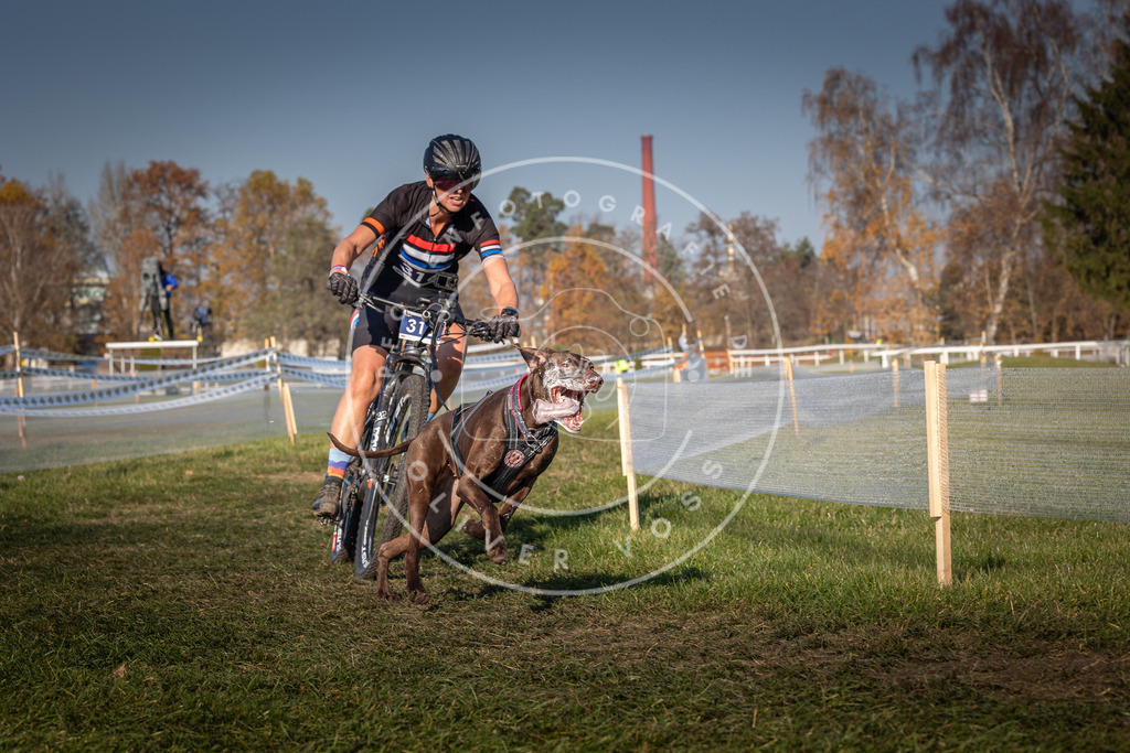 CaniXpix_0L8A6469 | Hundefotografie, Tierfotograf, Pfotenfotografie, Fotoshooting Hund, Hunde Portrait, Hundesport, Hundeportraits, Heideshooting, Hunde, Sportfotograf, Hundefotograf, Turnierhundsport, THS,  - Realisiert mit Pictrs.com