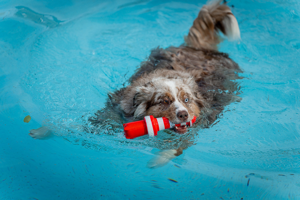 allesWIRTHgut Tierfotografie - 1018-7IV06580 | Professionelle Tierfotografie in Mönchengladbach von Daniel Wirth (allesWIRTHgut). Liebevolle & natürliche Bilder von Hunden & Katzen für unvergessliche Erinnerungen.