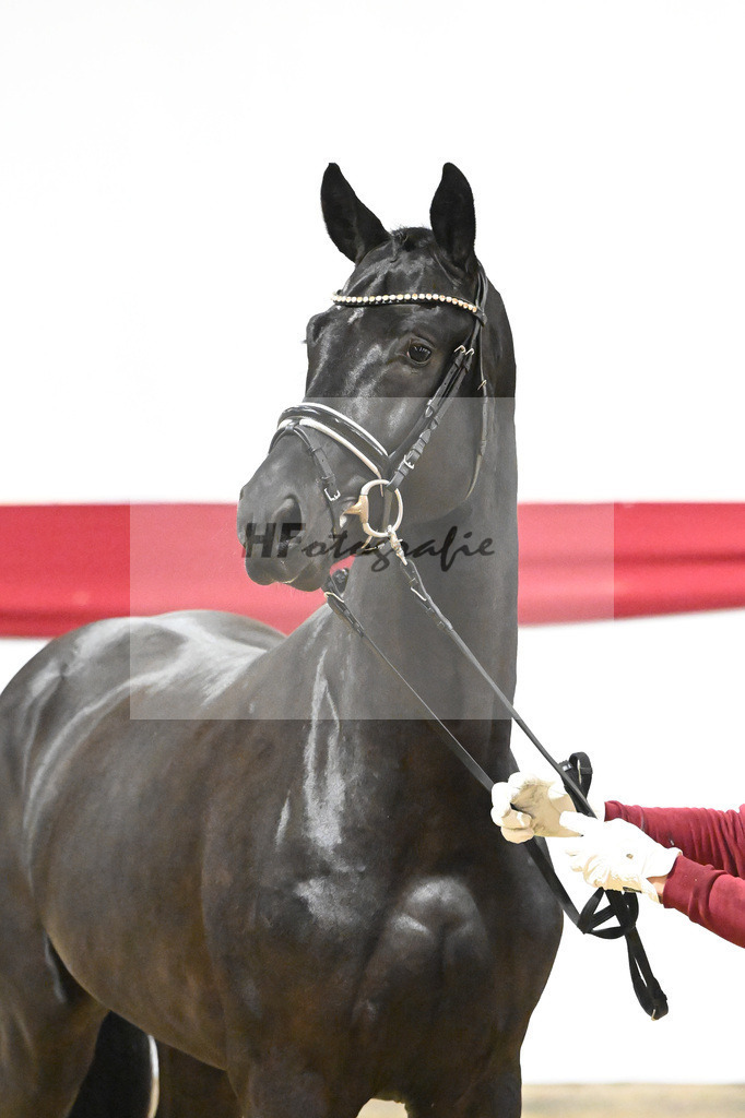 Kat-Nr. 67 Grand Galaxy Win T_Casper_63221889 | hf-fotografie - Realizzato con Pictrs.com