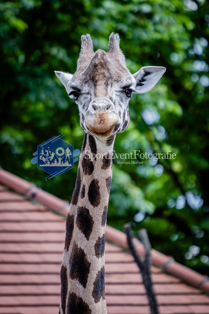 IMG_6796 | SportEventFotografie - Roman Stoiber