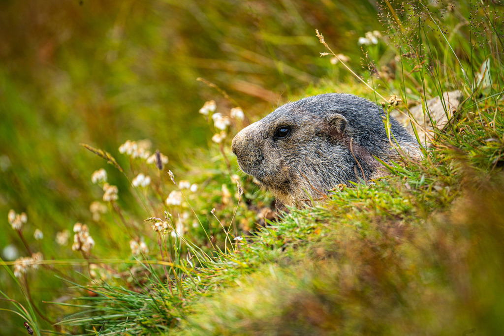 DSC09722 | <meta name="keywords" content="Bergbilder, Hochzeitsfotografie, Actionshootings, Fotografiearbeiten, Berglandschaften, Naturfotografie">

 - Realisiert mit Pictrs.com