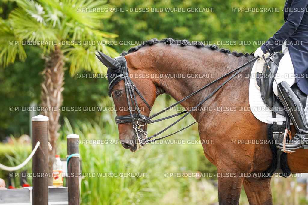 DSC05459 | Pferdegrafie