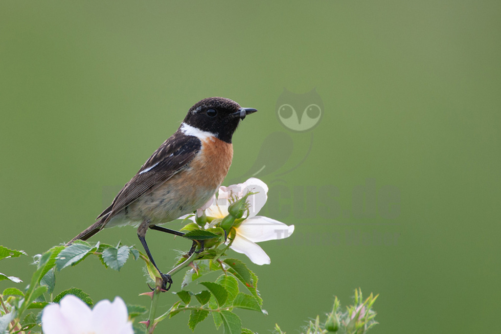 20080518092607 | Der Bildershop von www.natur-focus.de bietet ihnen den einfachen Kauf von Bildmaterial per Download aus allen Bereichen der Natur. In den Galerien finden sie Landschaftsfotos, Tierbilder und natürlich auf Pflanzenfotos. - Realisiert mit Pictrs.com