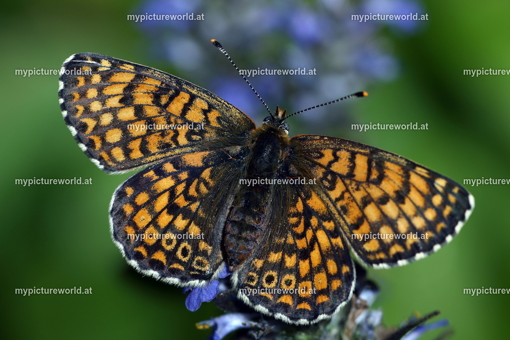 Melitaea cinxia-009 | Das Bilderarchiv über Tiere, Planzen und Landschaften. In der Bilddatenbank finden Sie ein große Auswahl an hochwertigen Bilder für Ihre Werbung - Realisiert mit Pictrs.com