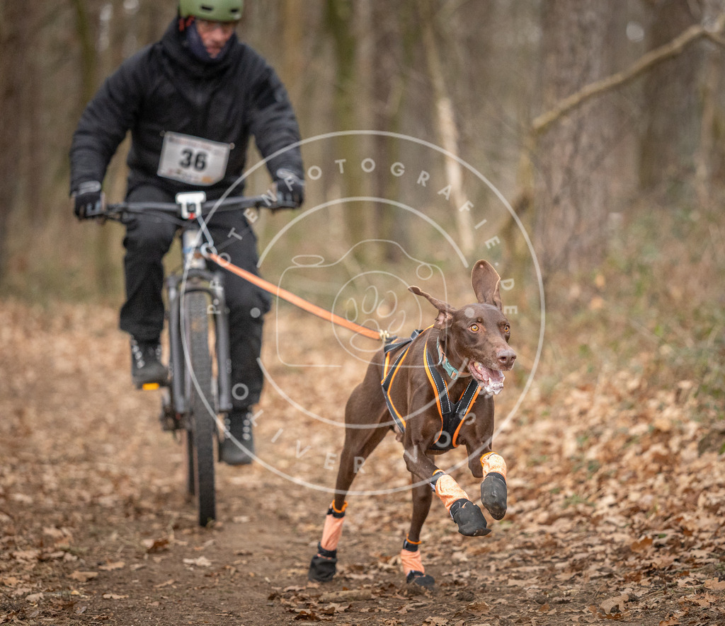 Pfotenfotografie_DV3A0084 | Hundefotografie, Tierfotograf, Pfotenfotografie, Fotoshooting Hund, Hunde Portrait, Hundesport, Hundeportraits, Heideshooting, Hunde, Sportfotograf, Hundefotograf, Turnierhundsport, THS,  - Realisiert mit Pictrs.com