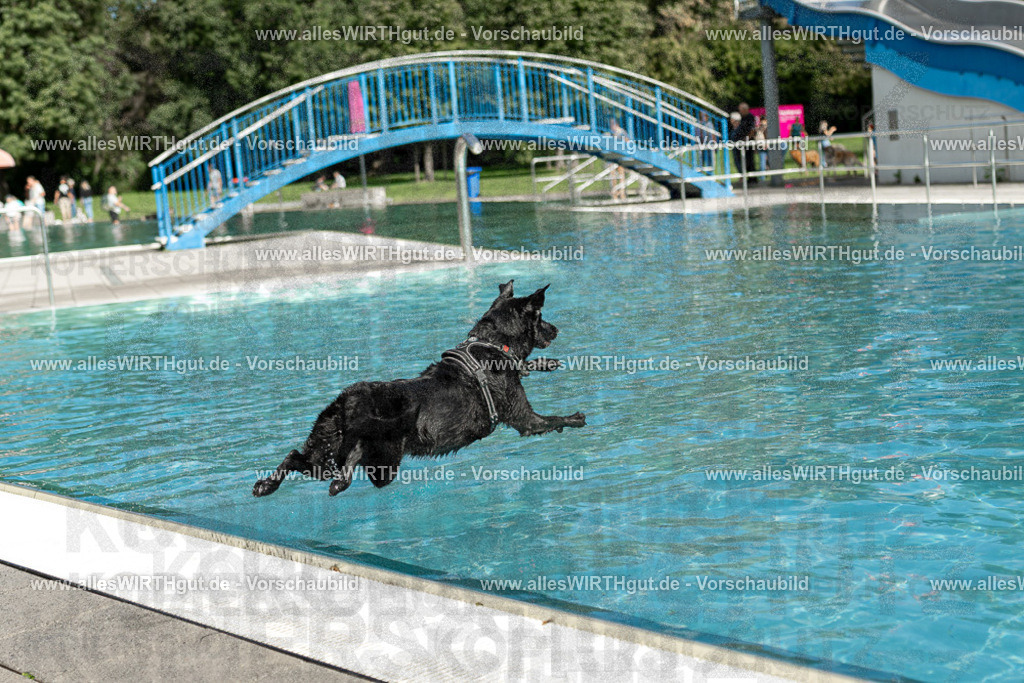 Hundeschwimmen_Volksbad_2026-allesWIRTHgut_Tierfotografie-2609061515-7R501376 | Professionelle Tierfotografie in Mönchengladbach von Daniel Wirth (allesWIRTHgut). Liebevolle & natürliche Bilder von Hunden & Katzen für unvergessliche Erinnerungen.