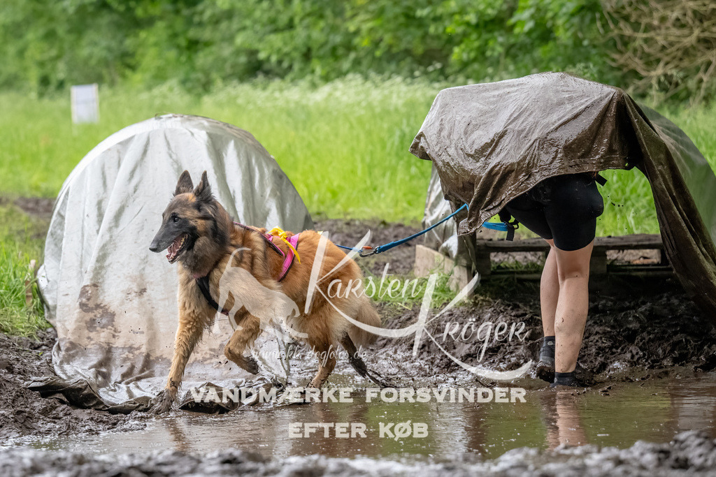 1556_ZZ91278-Bearbeitet | kk-dogfotos