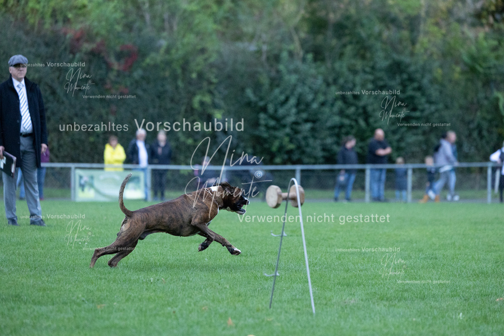 _16A4439 | Einzigartige Fotos von Hunden & Menschen –Actionfotos, Portraits, Vereinsaufnahmen & Paarshootings – authentisch, lebendig & mit Herz.