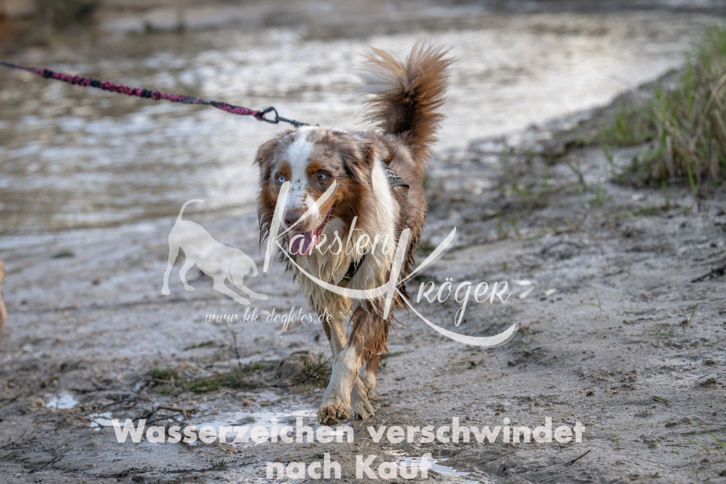 1636_ZZ93003 | kk-dogfotos