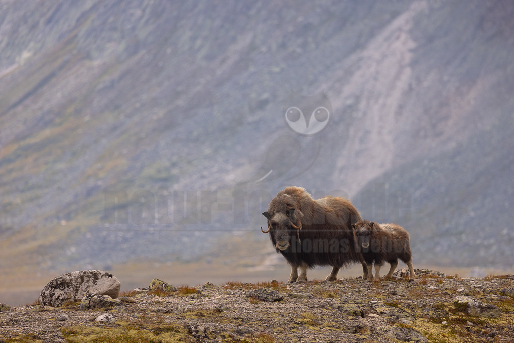 R5NF4092_20240803 | Die wild lebenden Moschusochsen sind eine der Hauptattraktionen des Dovrefjell-Nationalparks an der Grenze zwischen Süd- und Mittelnorwegen. Sie gehören zu den wenigen Tieren, die es in Europa gibt und lassen sich bei einem Besuch des Nationalparks gut beobachten. Rund 80 bis 100 Tiere leben im Westen des Parks in der kargen, kalten Fjellregion, die sie auf der Suche nach ihren Nahrungspflanzen durchstreifen.  - Realisiert mit Pictrs.com