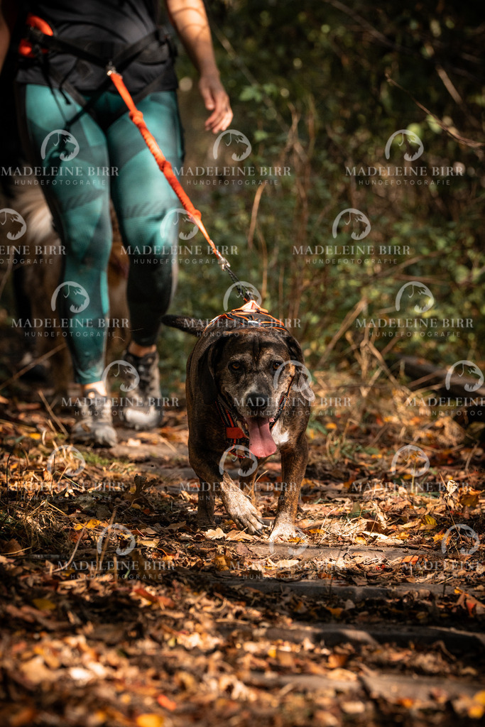 madeleinebirr.fotografie.2026.cc.hunsrueck.12-13Uhr.48 | hundefotografie-birr