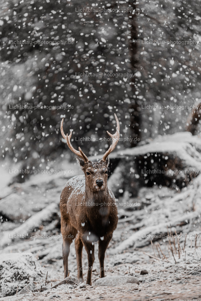 Rotwild / Hirsch | Der Rothirsch (Cervus elaphus) ist eine Art der Echten Hirsche. In der Jägersprache spricht man bei der Bezeichnung von mehreren Tieren vom Rotwild. Wie bei den meisten anderen Vertretern der Hirsche bildet nur das männliche Tier jährlich ein Geweih aus. Im mitteleuropäischen Raum ist der Rothirsch eines der größten freilebenden Wildtiere und kommt hier fast nur noch in Waldbiotopen vor. Ursprünglich war er Bewohner offener und halboffener Landschaften. - Realisiert mit Pictrs.com