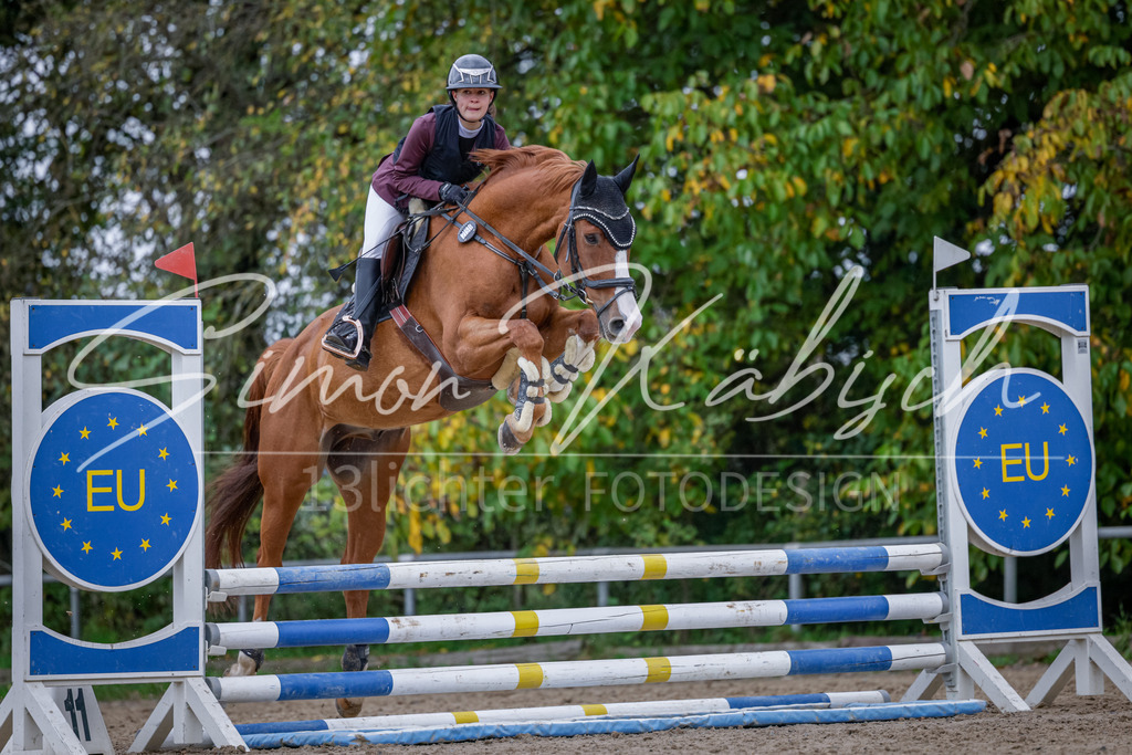20251012-_3LI3851 | Tierfotografie Pferde, Hunde, Katzen, Haustiere.
Turnierfotografie Reitturniere, Reiten, Springreiten, Dressur in Hanau, dem Main-Kinzig-Kreis und dem Rhein-Main- Gebiet um Frankfurt