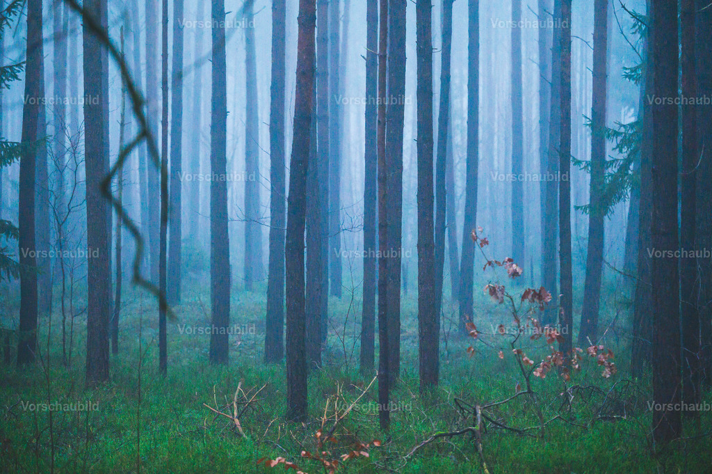 Fotoatelier Christian Hofmeister | Stadtlandschaften, sowie Makro-, Landschafts-, Natur- und Schwarzweißfotos aus der Region Celle &amp; Umgebung