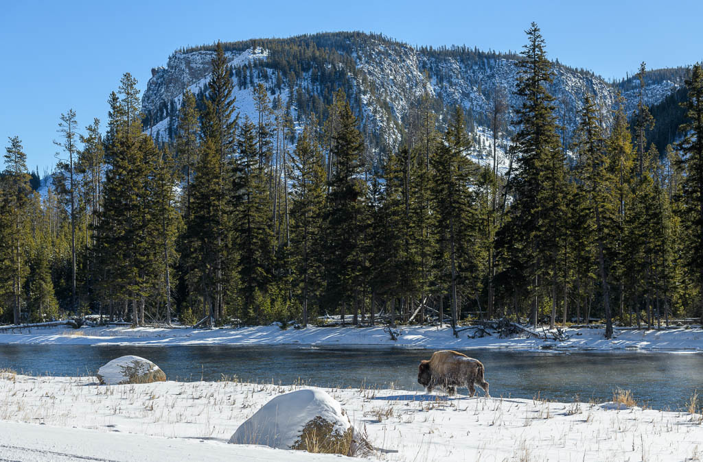 2024-172 | Bison am Madison River. - Realisiert mit Pictrs.com
