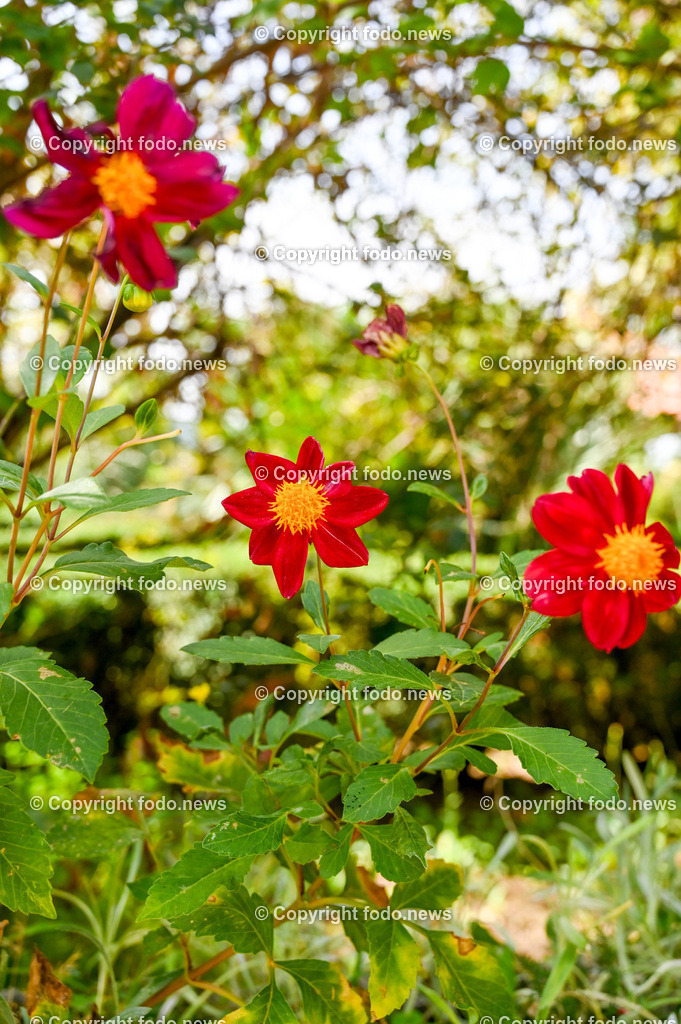Arboretum von Trsteno_ Kroatien_ 11.10.2023-89 | 11.10.2023, Kroatien, HRV, Trsteno im Bild Arboretum, Trsteno, Hafen, Pflanzen, Brunnen, Neptunbrunnen, Wege, Palmen, Eukalyptus, Lorbeer, Kakteen, Zitrus, Oliven, Filmkulisse Game of Thrones

Das Arboretum von Trsteno befindet sich etwa 18 Kilometer nordwestlich der Stadt Dubrovnik im Sueden Kroatiens. Als einziges Arboretum an der oestlichen Adria-Kueste stellt es die aelteste Sammlung exotischer Baeume und Pflanzen des Landes dar.
Die Gartenanlage befindet sich entlang der Kuestenstraße zwischen den Ortschaften Orašac und Slano.
Quelle: Wikipedia