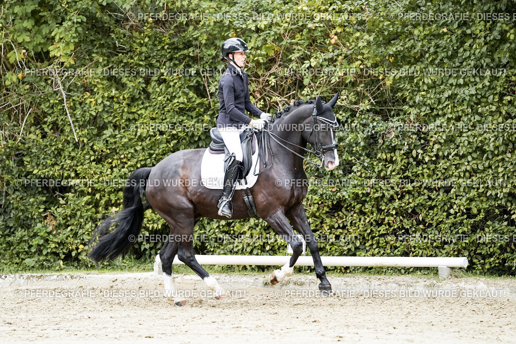 DSC06086 | Pferdegrafie