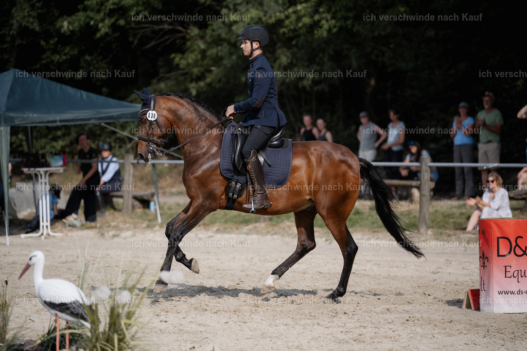 WS_SP_38_Stoibphotography_SO11552 | working equitationturnier fotograf videograf stoibphotography marixx film working equitation deutschland reitsport turnierfotografie eventfotografie equestrian events