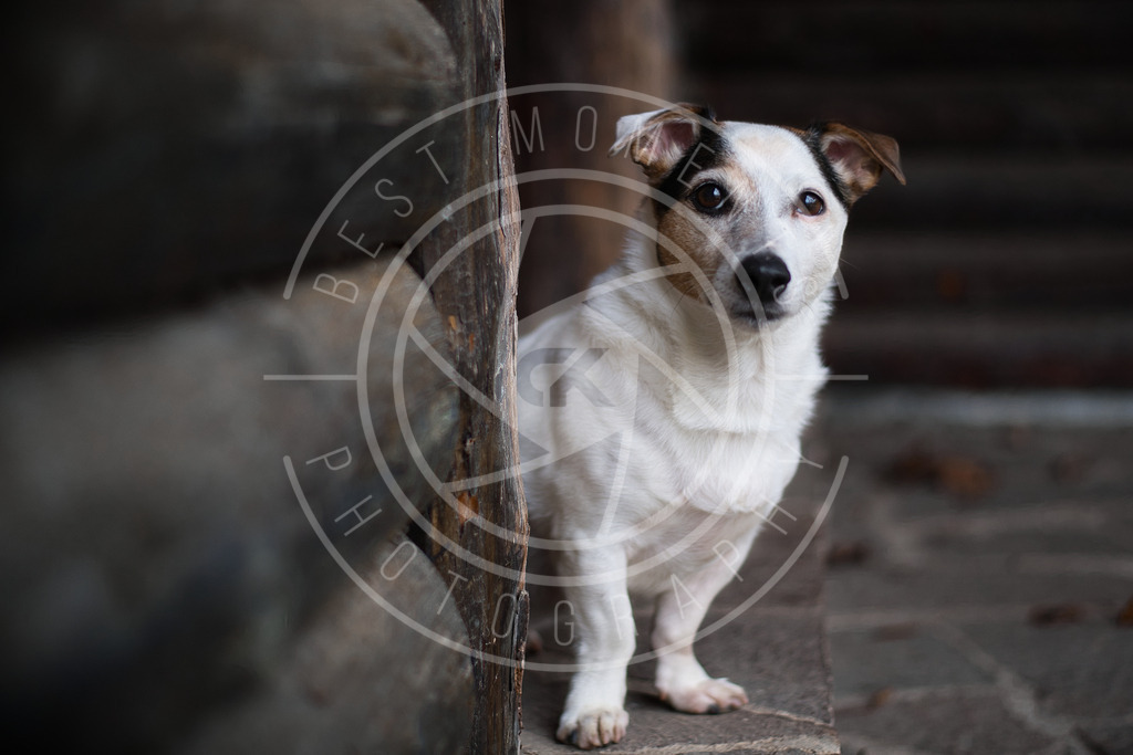 DSC_2233 | best-moments-photography - Realisiert mit Pictrs.com