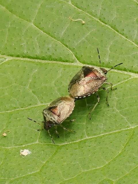 Schillerwanze (Eysarcoris venustissimus) | Inanta - Realisiert mit Pictrs.com