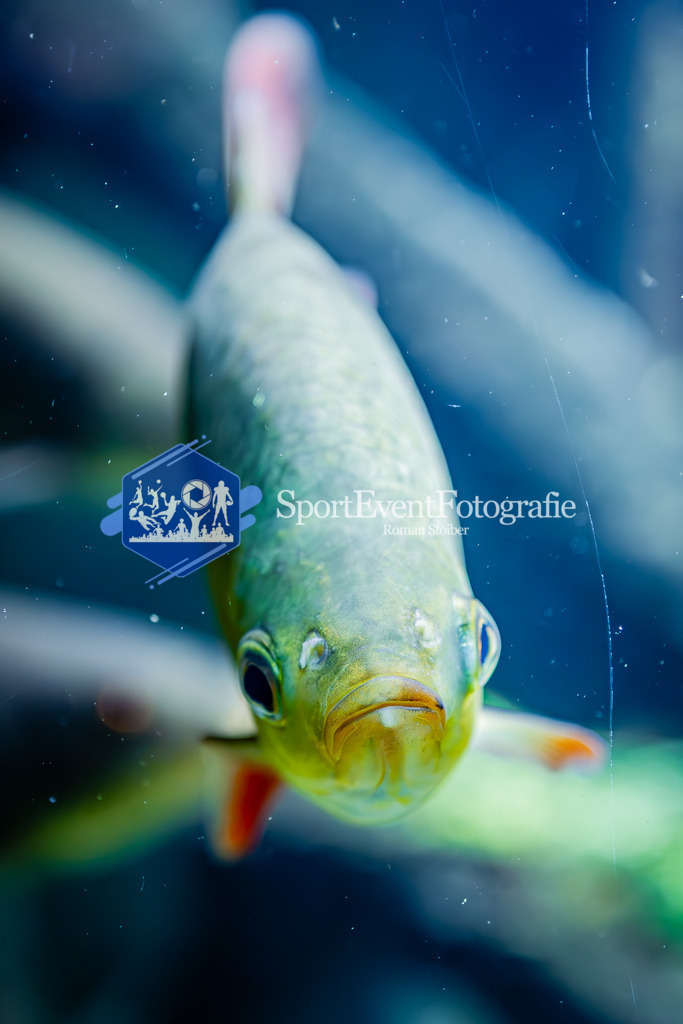 IMG_7647 | SportEventFotografie - Roman Stoiber