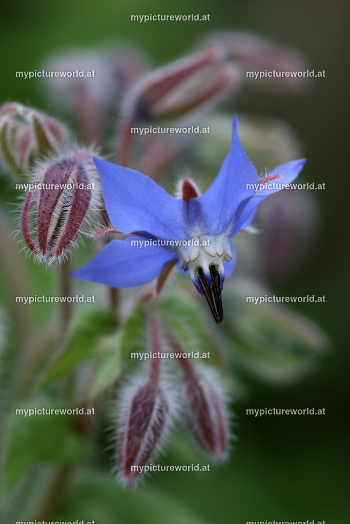 Borretsch-016 | Das Bilderarchiv über Tiere, Planzen und Landschaften. In der Bilddatenbank finden Sie ein große Auswahl an hochwertigen Bilder für Ihre Werbung - Realisiert mit Pictrs.com