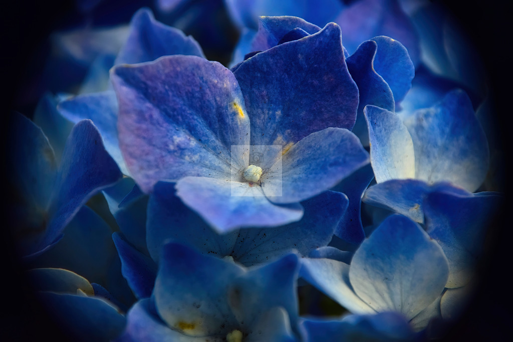 Makro - floral (36) | Buche Fotoshootings und entdecke hochwertige Fotoprodukte bei Mathias Ku Photos. Personalisiert, kreativ & mit Liebe zum Detail. Jetzt informieren! - Realisiert mit Pictrs.com