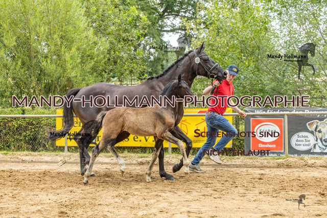 Sage Haast DR-766 | mandyhollmannphotographie