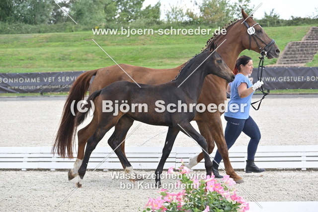 26_Lord Charmeur - Fidertanz_935_1770 | Björn Schroeder Pferdefotografie