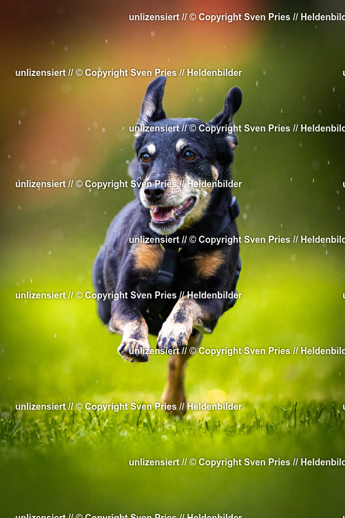 Sven Pries | 2025-09-21 - Hunderennen Baden-Oos - Realisiert mit Pictrs.com