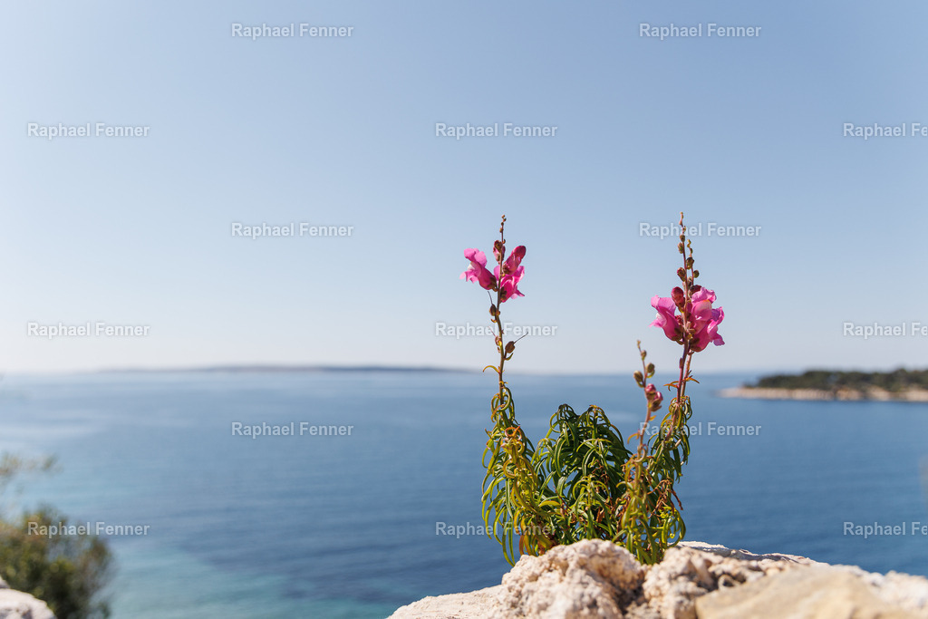 Blühender Ausblick – Insel Rab | Aufgenommen auf der Insel Rab in Kroatien. Zwei leuchtende Blüten wachsen am felsigen Küstenrand, dahinter öffnet sich das weite Blau der Adria. Dieses Bild verbindet Natur, Farbe und Leichtigkeit – ein ruhiger und zugleich lebendiger Moment am Mittelmeer. Ideal als Fine Art Print für mediterrane Akzente in deinem Zuhause.