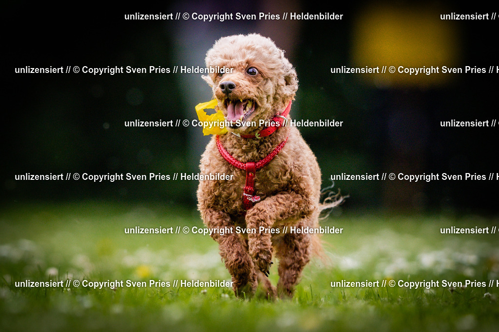 Sven Pries | 2025-05-29 - Pudelrennen KA-Durlach - Realisiert mit Pictrs.com