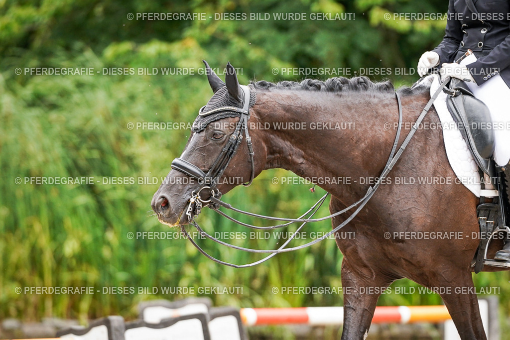 DSC07168 | Pferdegrafie