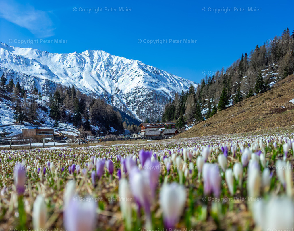 Lucknerhaus_Krokusse_24-805 | piet_flosse