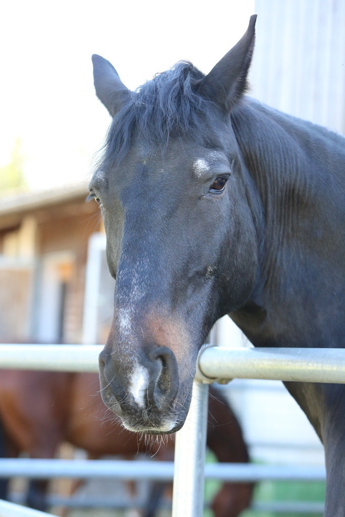 DL2Q3091 | Willkommen bei Brunnmayr - Design & Fotografie – Ihrem Spezialisten für Reitturniere und Pferdeveranstaltungen in Oberösterreich, Salzburg und Bayern! Seit über 17 Jahren sind wir leidenschaftlich dabei.