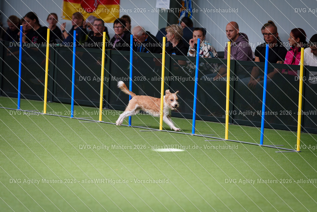 allesWIRTHgut_Tierfotografie-DVG_Agility_Masters_2026-11_21-7R505683 | Professionelle Tierfotografie in Mönchengladbach von Daniel Wirth (allesWIRTHgut). Liebevolle & natürliche Bilder von Hunden & Katzen für unvergessliche Erinnerungen.