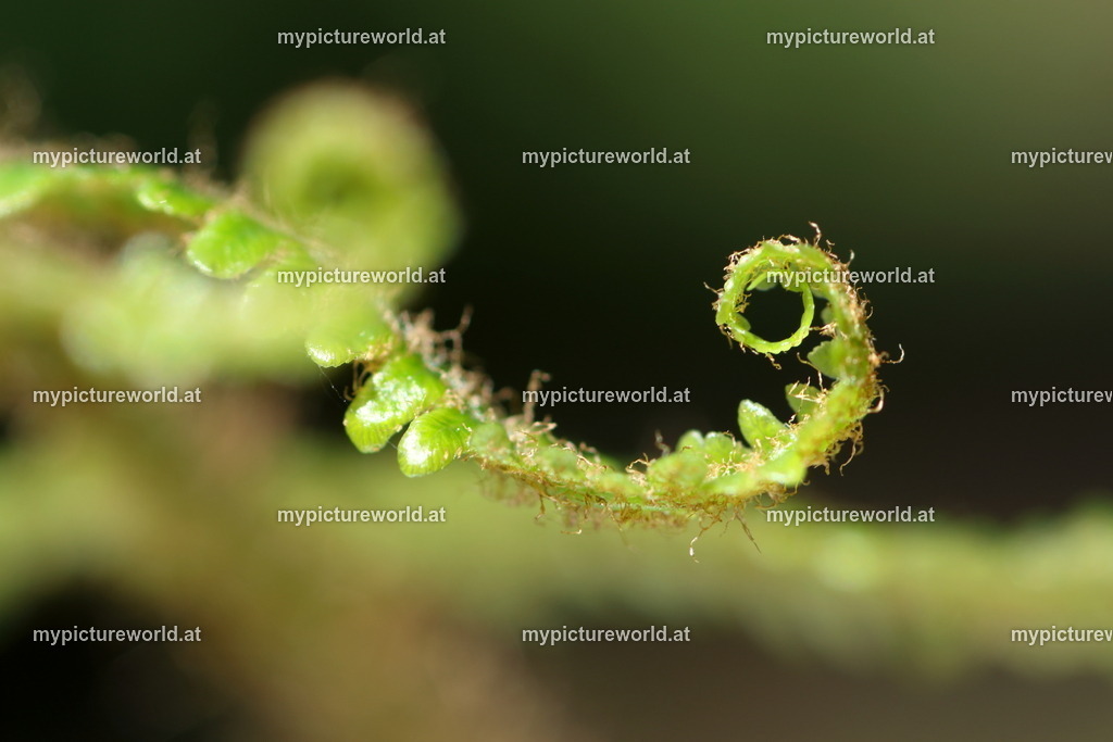 Adlerfarn-008 | Das Bilderarchiv über Tiere, Planzen und Landschaften. In der Bilddatenbank finden Sie ein große Auswahl an hochwertigen Bilder für Ihre Werbung - Realisiert mit Pictrs.com