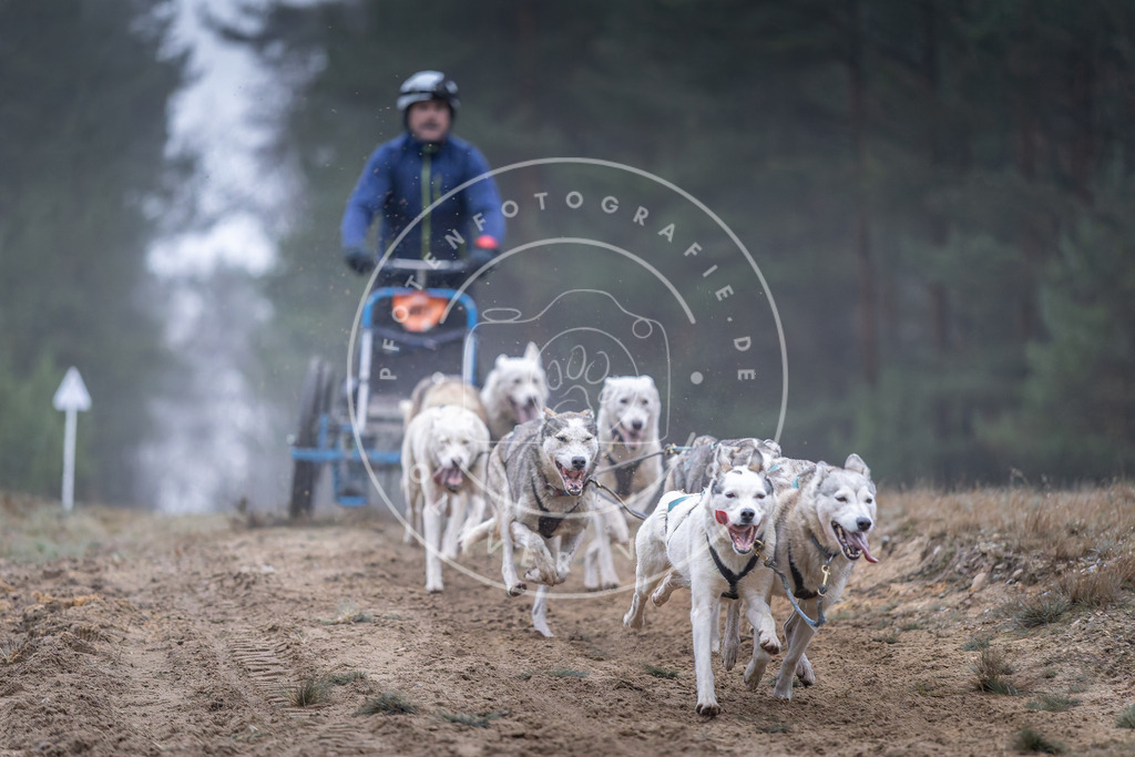 Pfotenfotografie_DV3A0215 | Hundefotografie, Tierfotograf, Pfotenfotografie, Fotoshooting Hund, Hunde Portrait, Hundesport, Hundeportraits, Heideshooting, Hunde, Sportfotograf, Hundefotograf, Turnierhundsport, THS,  - Realisiert mit Pictrs.com