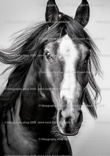Pferd 059 | titusgraphy-shop: Geschenkideen mit Qualitätsfotos. titusgraphy-shop: gift ideas with quality photos. titusgraphy-shop: idées cadeaux avec photos de qualité.  - Realisiert mit Pictrs.com