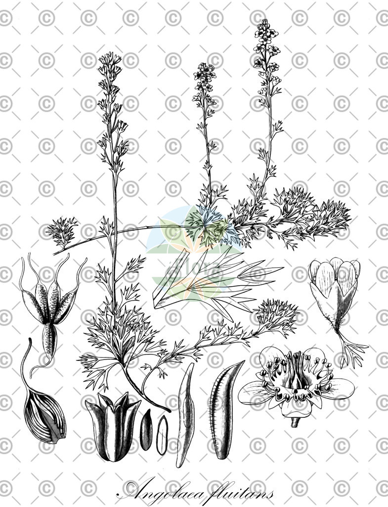 HistAbb_wfo-0000536542_316_ENZY_Simple | Historische Abbildung von Angolaea fluitans - Podostemaceae | Historical Illustration of Angolaea fluitans - Podostemaceae