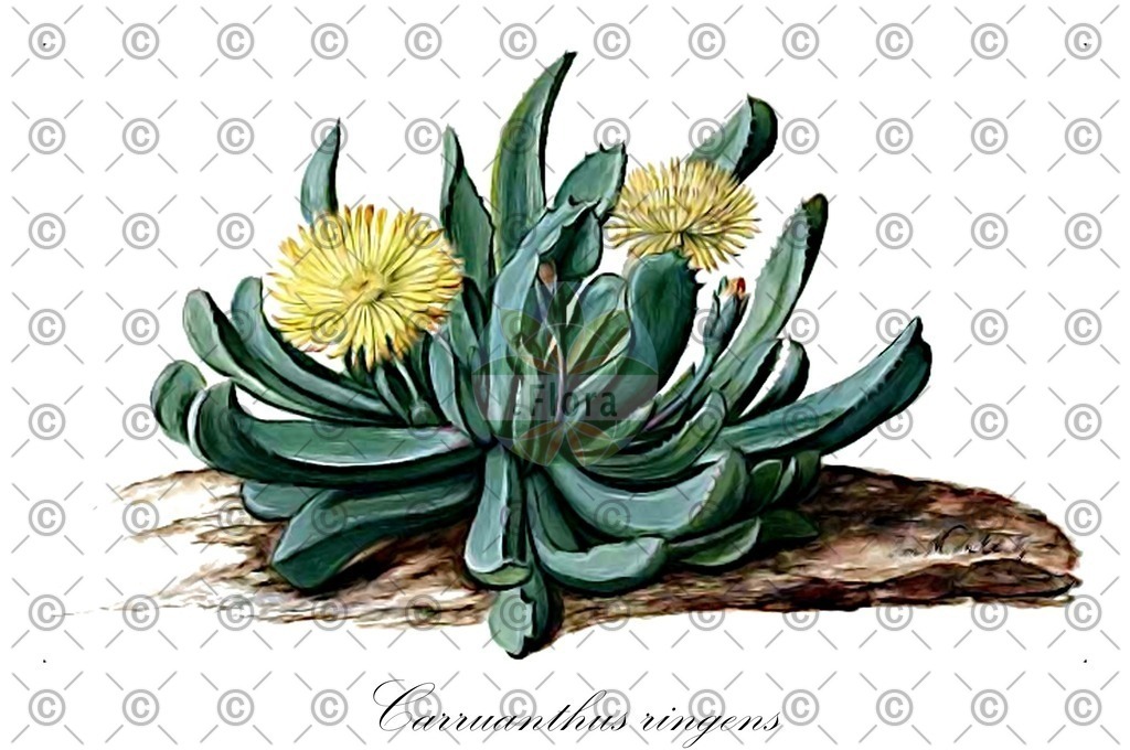 HistAbb_wfo-0000807491_1_ENZY_Simple | Historische Abbildung von Carruanthus ringens - Aizoaceae | Historical Illustration of Carruanthus ringens - Aizoaceae