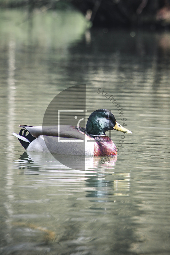 Wandbild männliche Stockente im Teich | Ich bin Fotograf und auf meiner Webseite hast du die Möglichkeit meine fotografie als Wandbilder druckfertig für dein Zuhause zu bestellten. - Realisiert mit Pictrs.com