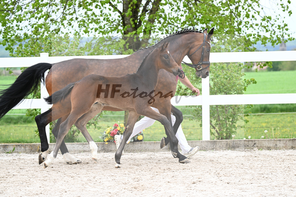 Kat-Nr. 8 HF Tesino RS x Benetton Dream_Greim_23260928 | hf-fotografie - Realizzato con Pictrs.com